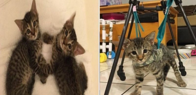 Les gens ont aidé un chat dont les médecins ne s’attendaient pas à ce qu’il vive