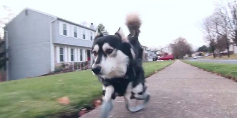 Grâce aux nouvelles prothèses, le chien a enfin pu courir