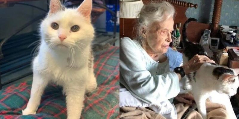 Une grand-mère de 101 ans a demandé de lui ramener le chat le plus âgé du refuge