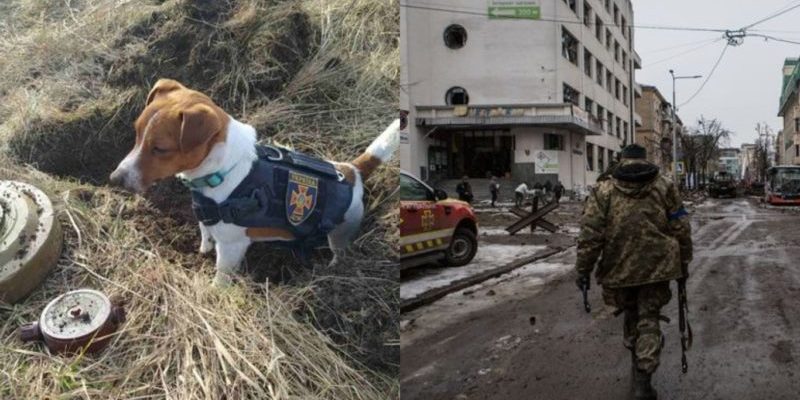 Un chien ukrainien chargé de flairer les mines a été salué comme un « héros »