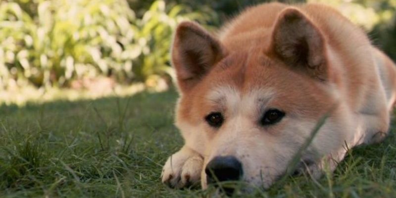 Les scientifiques expliquent pourquoi les chiens sont si fidèles et s’ils peuvent attendre comme Hachiko
