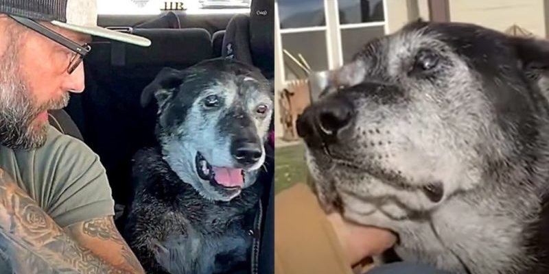 Un chien âgé abandonné atteint d’un cancer a trouvé un nouveau foyer dans un refuge