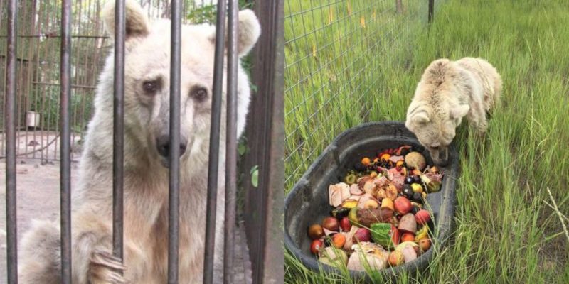 Un bel ours aux yeux tristes sauvé après 30 ans dans une petite cage