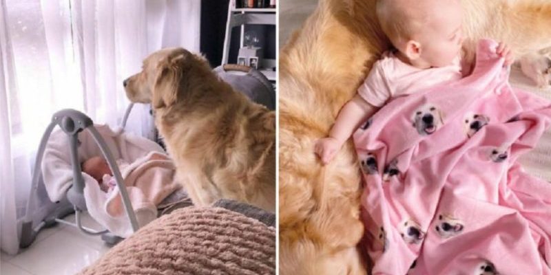 Le golden retriever s’occupe du bébé dès sa naissance