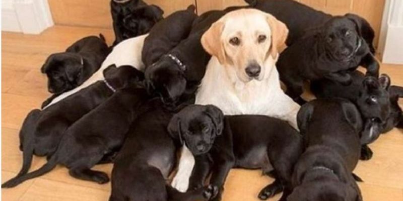 Bien que la mère de ces chiots soit dorée, ils sont nés complètement noirs