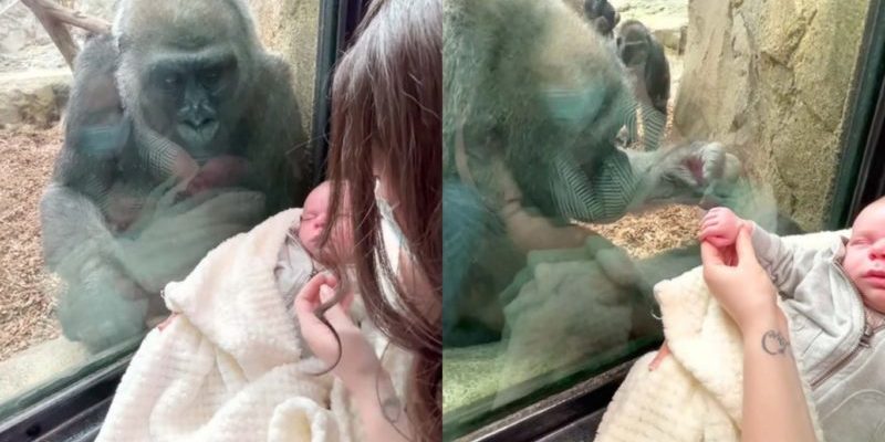 Gorille amène son bébé pour lui montrer maman avec son nouveau-né