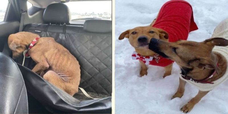 Le chien n’a pas pu regarder les gens pendant longtemps à cause d’une peur terrible