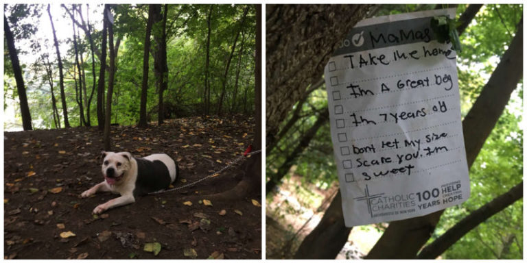 Un jeune homme a trouvé un chien attaché à un arbre et lui a sauvé la vie