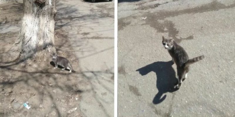 Le chat sans abri a remercié le retraité qui lui a sauvé la vie