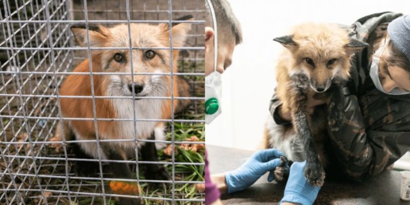 Les renards affamés laissés mourir sans nourriture ni eau à la ferme à fourrure sont maintenant heureux que les sauveteurs soient venus les sauver