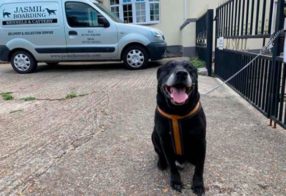 Dix ans plus tard, le chien a été abandonné dans la rue avec un message tragique