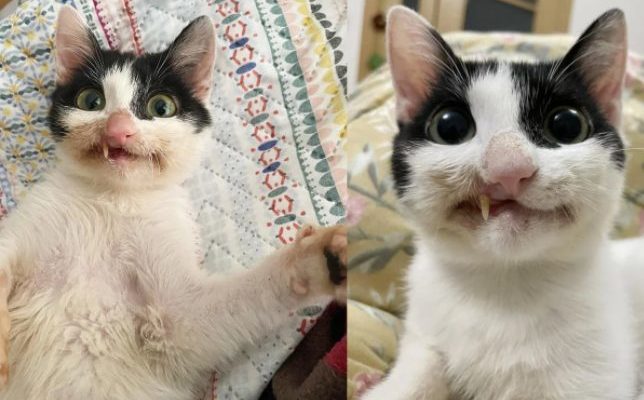 Une femme a donné une chance à un chaton errant, qui a maintenant un sourire tordu mais magnifique