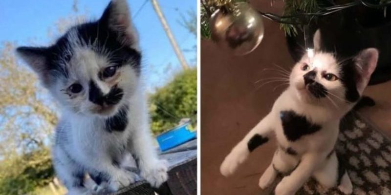 Le chaton est si heureux qu’il a trouvé une famille après avoir été rejeté par sa mère