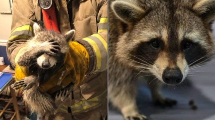 Une jolie photo d’un raton laveur gêné en train de voler de la nourriture sauvée par les pompiers est devenue virale