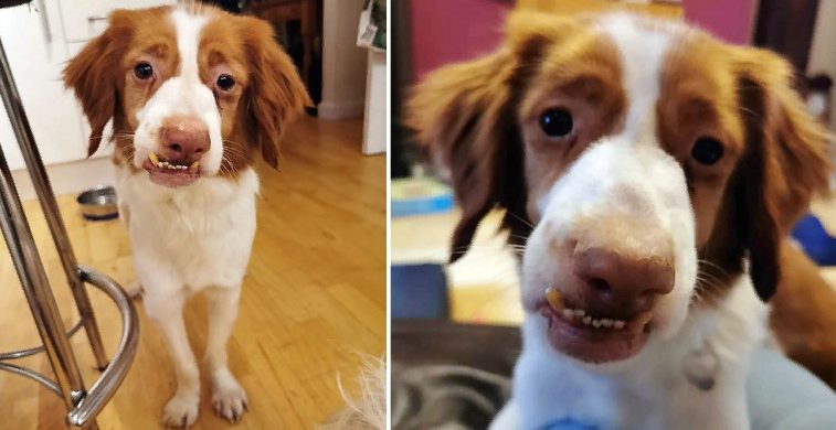 Laissé avec un visage déformé après avoir été maltraité, ce chien avait besoin d’amour et de soins