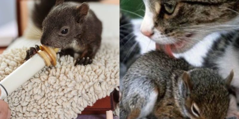 Maman chat a adopté un écureuil et lui a appris à ronronner, c’est très mignon