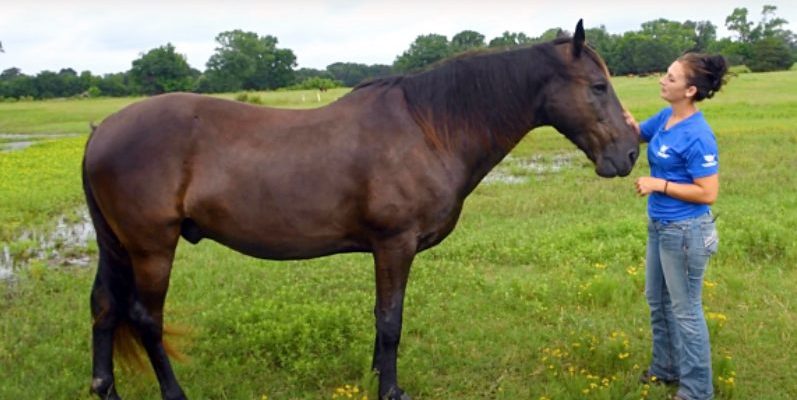 Ce cheval a été sauvé de la maltraitance et peut maintenant marcher librement