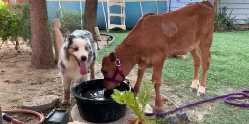 Le veau secouru et le chien sont devenus amis pendant l’épidémie