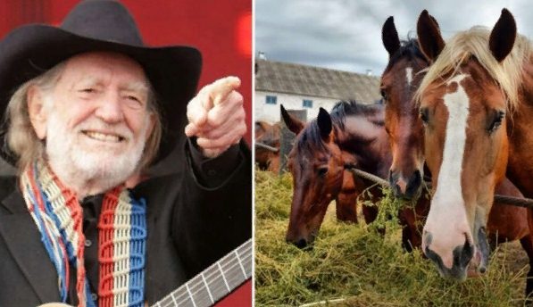 Willie Nelson a sauvé 70 chevaux d’un abattoir pour les laisser errer librement dans son ranch