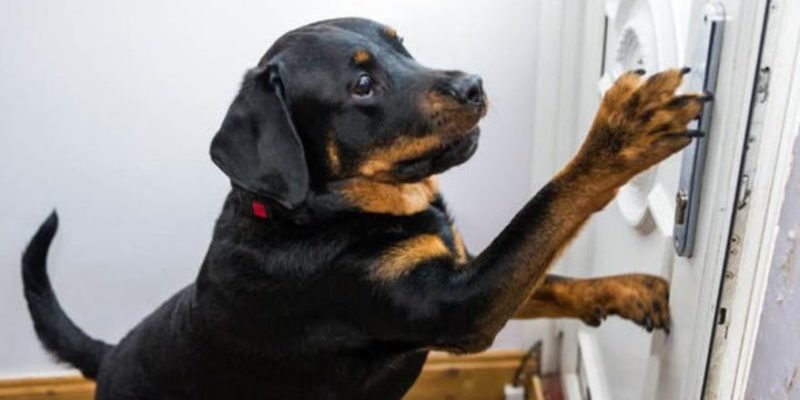 Le Rottweiler a sauvé la vie du propriétaire : le chien lui-même a ouvert la porte aux ambulanciers alors que l’homme gisait inconscient