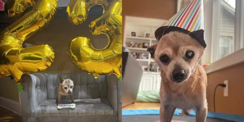 Bully, un chien de 23 ans qui a récemment fêté son anniversaire au refuge