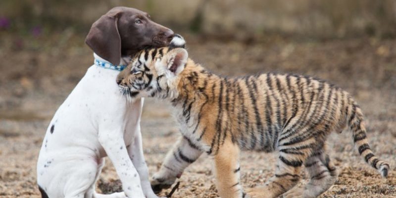 Rejeté par sa propre mère, un petit tigre trouve du réconfort dans un petit chiot