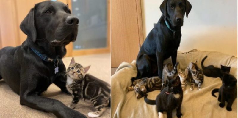 Le chien est devenu père de sept chatons