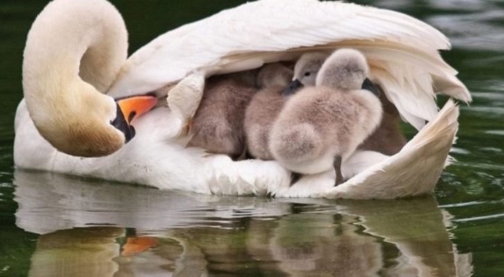 Le père cygne prend les bébés sous son aile après la mort de la femelle cygne