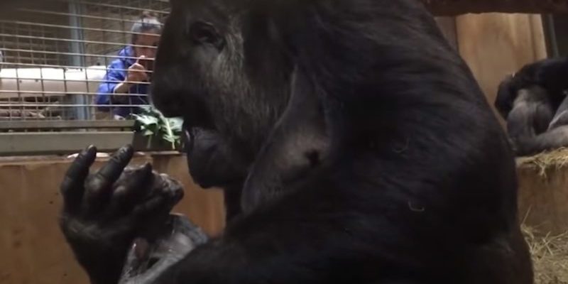 Maman gorille n’arrête pas d’embrasser son nouveau-né