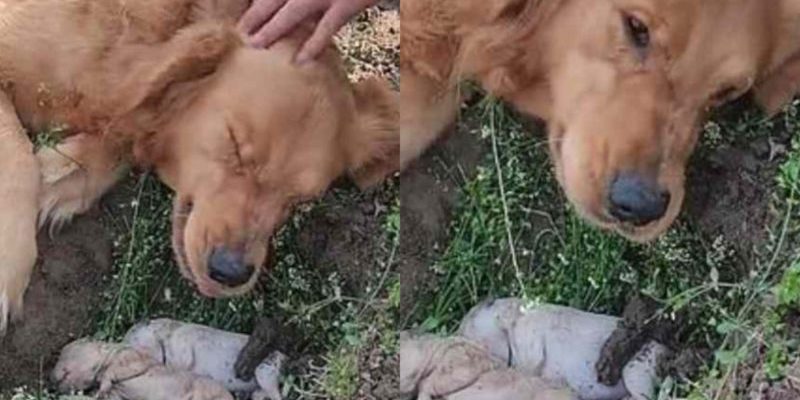 La mère chien a refusé de laisser ses petits morts