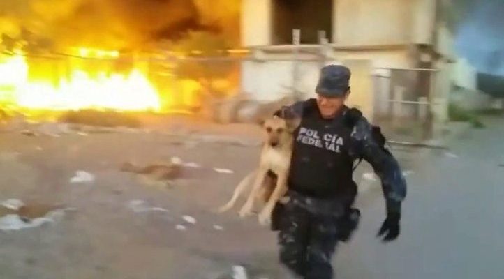 Un policier risque sa vie pour sauver un chien pris dans un incendie qui fait rage