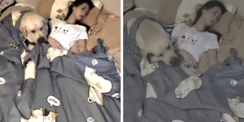 Un Labrador Retriever a été filmé en train de câliner sa mère endormie pour la garder au chaud