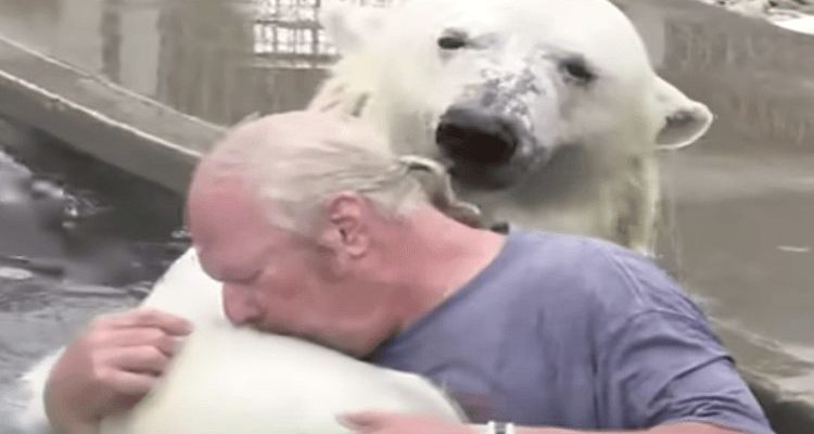 Un homme nage avec un ours polaire blanc qu’il élève depuis plus de deux décennies