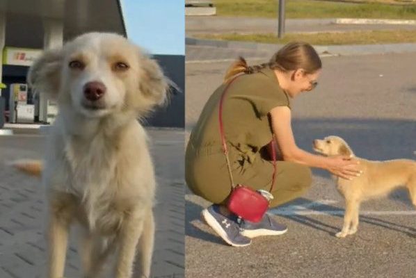 Un petit chien a couru vers une femme dans une station-service et l’a suppliée de le sauver