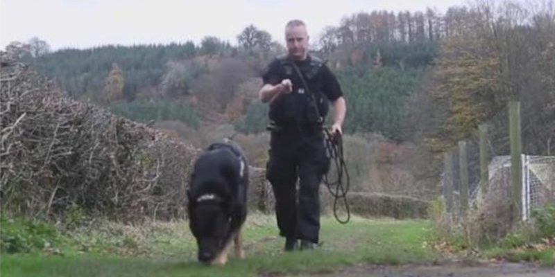 Un chien policier retrouve une mère et son enfant disparus dans un ravin lors de son premier quart de travail