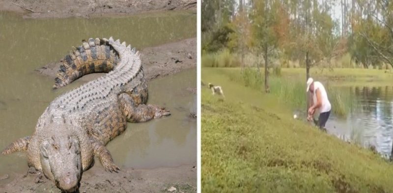 Un homme a vaincu un alligator dans un combat épique