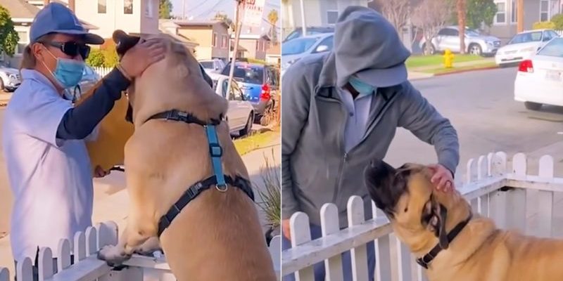 Un chien géant attend chaque jour sa postière bien-aimée