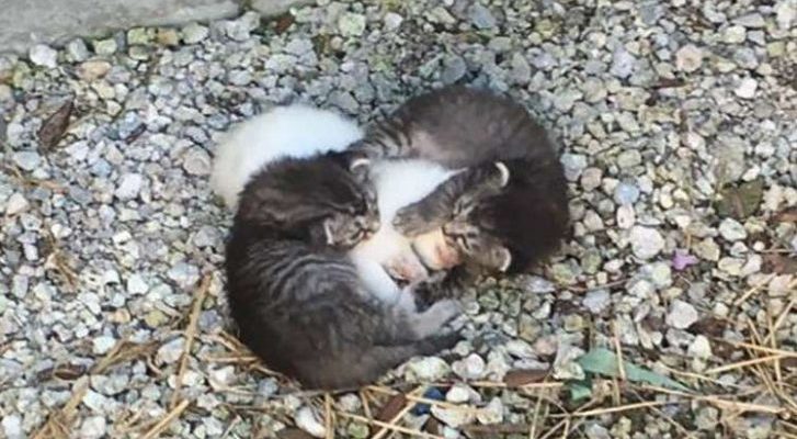 Deux petits chatons avaient une sœur malade mais ils ont ensuite rencontré leur vraie maman