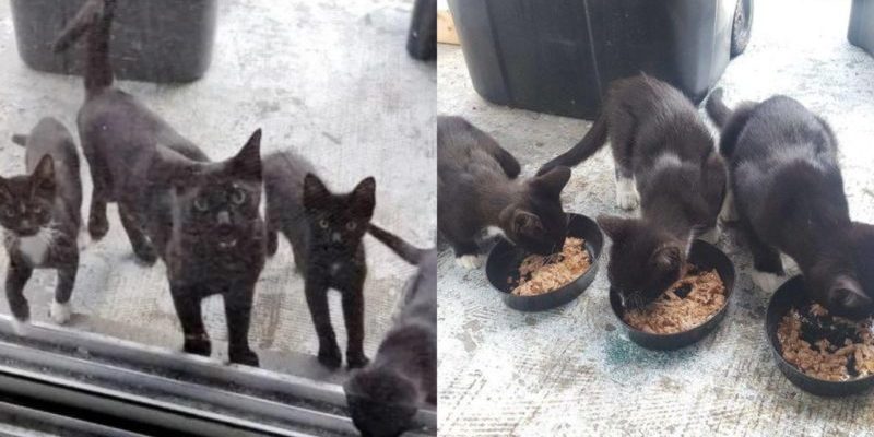 Un couple nourrissait une chatte errante, et le lendemain elle est venue leur rendre visite avec ses 4 chatons