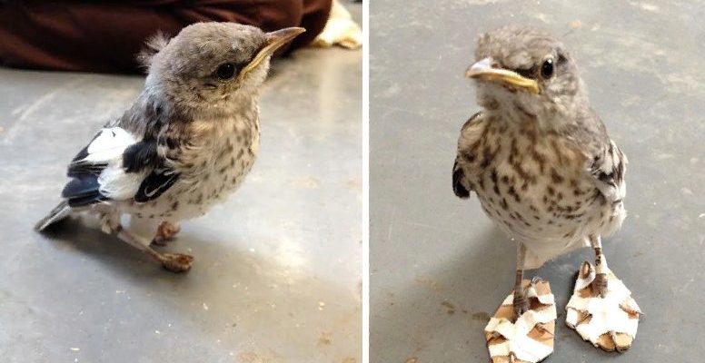 Le petit oiseau blessé prend de minuscules « raquettes » et se remet sur ses pattes