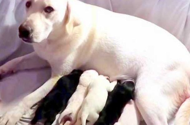 Ce chien essaie désespérément de sauver son chiot le plus faible et l’avorton de sa portée