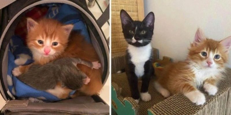 Le chaton orange trouvé dans une boîte aide d’autres chats comme lui à prospérer