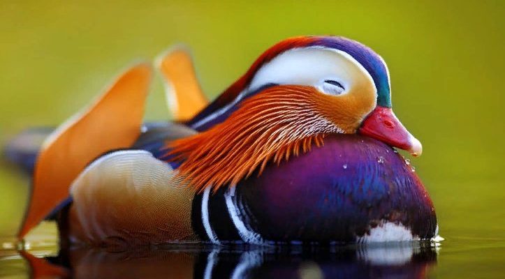 Rencontrez le canard mandarin, le plus bel oiseau du monde