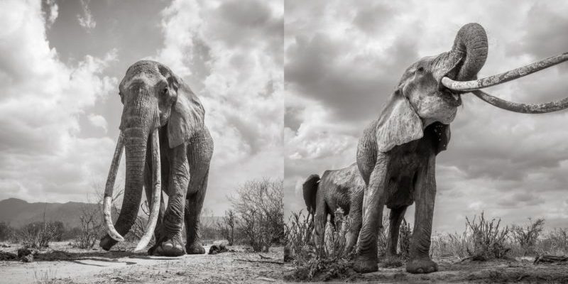 Un photographe prend les dernières photos de la « reine des éléphants »