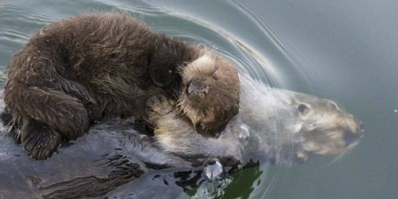 Mère loutre garde son nouveau-né au sec tout en nageant ensemble