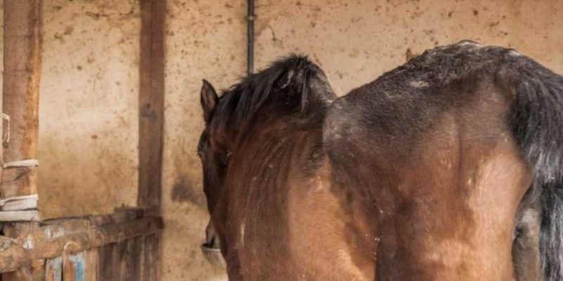 Un cheval affamé avait trop peur de regarder les gens dans les yeux après une vie difficile