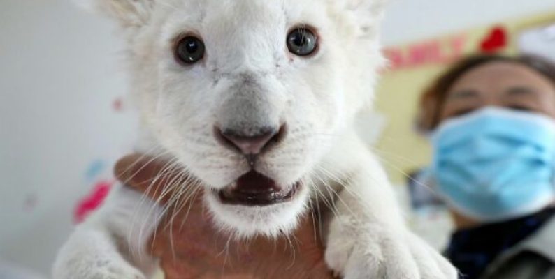 Pour la première fois depuis leur naissance, les humains ont rencontré des quatuors de lions blancs extrêmement rares