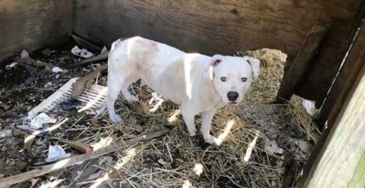 Après avoir tué le maître, le chien a finalement été libéré des chaînes