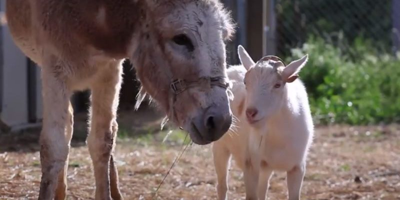 Une chèvre au cœur brisé a refusé de manger jusqu’à ce qu’elle retrouve son meilleur ami