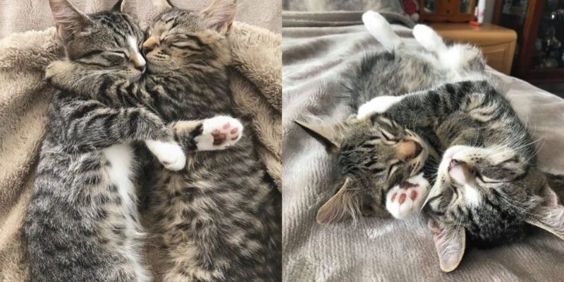 Le couple allait adopter un chaton, mais est sorti avec deux frères qu’ils ne pouvaient pas séparer